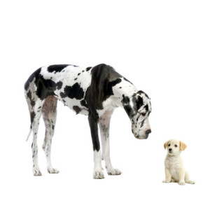 Masterdog Größe des Hundes