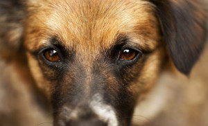 Masterdog Augen und Augenpflege