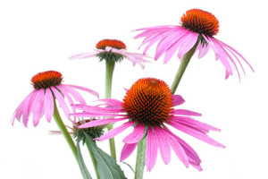 Masterdog Echinacea