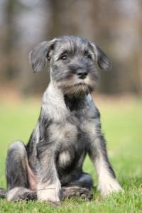 Masterdog Pfeffer und Salz