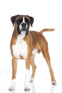 Masterdog Lefzen