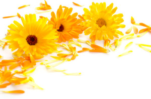 Masterdog Ringelblumen