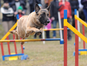 Masterdog Agility